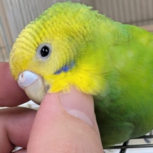 🌟最新画像🌟 かわいい溢れるやんちゃな子～🍀 セキセイインコ(グリーンオパーリン)