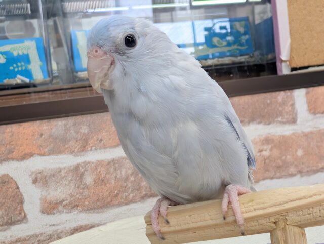 🌟最新画像🌟 この青色がたまらない~🫐 マメルリハインコ(コバルトダイリュート)男の子 🌟最新画像🌟 この青色がたまらない~🫐 マメルリハインコ(コバルトダイリュート)男の子