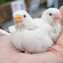 【あと1羽🪶】最新画像になります☆　つられつられるーー　仲良し文鳥♫　白文鳥～～