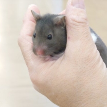 最新画像になります☆　もっちりもちもち☆むちむちつやつやのー☆仲良し三姉妹🐹🫧カラーハムスター(女の子)