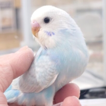 最新画像になります☆　やっぱり♫ｷﾚｲなコっ☆☆しかも〜　目、でかっ☆彡　セキセイインコ　スパングル～～
