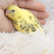 はなれることを拒否するーーにくいﾔﾂ～～　セキセイインコ　ハルクィン～～