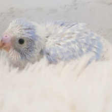 きらっきらの　アオセキさん～♬　ｽﾃｷです☆☆　セキセイインコ　スパングル～～