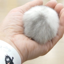 ビジュが、やさしいわた玉。。セーブルハムスター〜〜