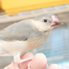 最新画像になります☆　良きっ良いーー育ち具合♫　桜文鳥～～