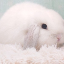 【動画更新🪄】丸っとふわっと、すばらしいーーキャラさん(*´∀｀*)　ロップイヤー〜〜