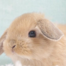 【動画更新🪄】耳が示す時間は幸せたいむ～(*´ω｀*)♫　ホーランドロップイヤーラビット～～