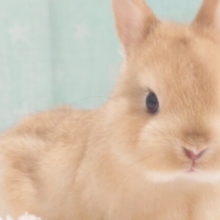 【動画更新🪄】とんとんとんっ☆　いますかぁ～？？　ネザーランドドワーフラビット　オレンジ～～