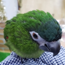最新画像＆動画更新♥コミドリコンゴウインコのジョルノです！