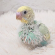 さわやかっ☆マスカットグリーンの甘ったれさん♫～～　セキセイインコ　パステルカラーレインボー～～