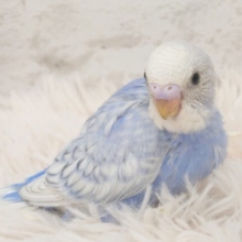 お上品ですわぁ～　セキセイインコ　スパングル～～