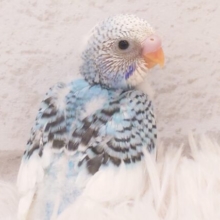 この指とゆびの間にｸﾁﾊﾞｼ埋める、それがまいぶーむ☆　セキセイインコ　パイド～～