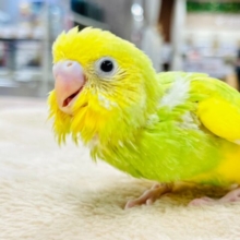 【最新画像更新🪄】満面の笑みいただきました‪🫶🏻´-セキセイインコ（パイド）ヒナ