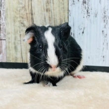 【動画更新🪄】愛嬌たっぷり！イングリッシュモルモットの女の子🤍🖤