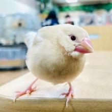 【最新画像更新🪄】無表情の可愛さ♡シナモン文鳥　ヒナ