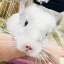 【最新画像更新☆☆】グングン甘ったれボーイ( *´艸｀)　チンチラ
