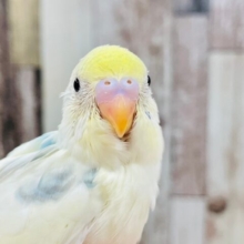 たくさん遊んでね♪セキセイインコ（パステルレインボーパイド）ヒナ