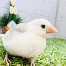 【最新画像更新☆☆】真っ白雪化粧で華やか～　白文鳥