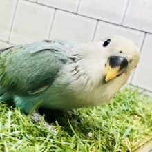 【最新画像更新☆☆】ワタワタのおぱんちゅがステキ！？　コザクラインコ