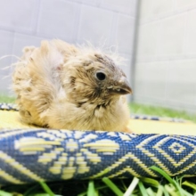 寝起きで少し眠そう？？　キンカチョウ