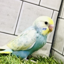 カラフルなハレバレカラー？？　セキセイインコ
