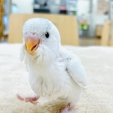 【最新画像更新🪄】真っ白に見える天使🪽セキセイインコ（パイド）