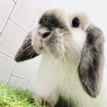 ふっくらビックボディ(´ω｀*)　ホーランドロップイヤーラビット