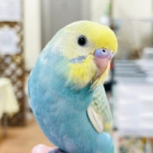 【最新画像更新🪄カゴデビューしました！】魅力たっぷり♡♡セキセイインコ（パステルレインボースパングル）ヒナ