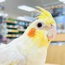 【最新動画更新🪄1人エサ☆】うるうるお目目〜💓オカメインコ（ルチノー）ヒナ