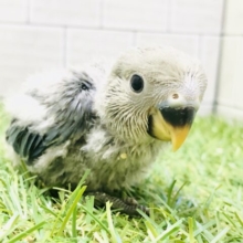 ワタワタボディがどんなカラーになるかな？？　コザクラインコ