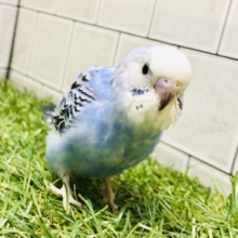 元祖セキセイインコ？？　セキセイインコ