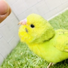 背中でかっこよく何かを語る？？　セキセイインコ