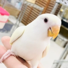 【最新画像更新☆☆】クリ〜ミ〜なカラーがやってきました〜　コザクラインコ