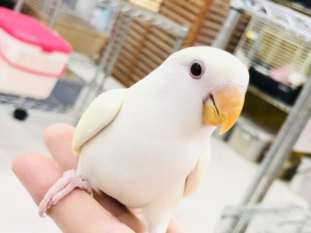 【最新画像更新☆☆】クリ〜ミ〜なカラーがやってきました〜 コザクラインコ 【最新画像更新☆☆】クリ〜ミ〜なカラーがやってきました〜 コザクラインコ