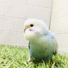 美しいカラーに一目惚れ？？　セキセイインコ