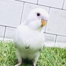 そろそろ都心では雪が見れるのかな？？　セキセイインコ