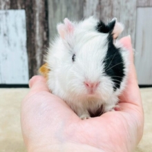 【動画更新🪄】つぶらな瞳が魅力的✨️✨アビシニアンモルモットの女の子🧡