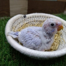 極美！セキセイインコライラック〜✨