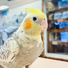 【最新動画更新🪄1人餌になりました☆】綺麗なパール模様💕オカメインコ（パールパイド）ヒナ