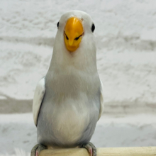 【動画更新🪄】言葉失う美しさ✨コザクラインコ(バイオレットオパーリンパイド) ヒナ