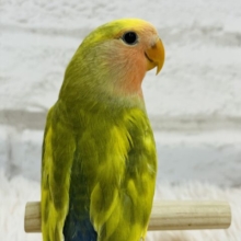 【最新画像更新🪄】お花畑が広がってるよ🌸コザクラインコ(タイガーチェリー) ヒナ