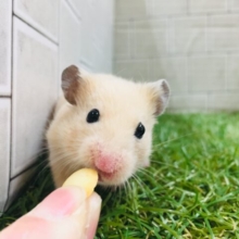 大人気！！★💗　キンクマハムスター