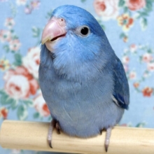 マメルリハ  コバルトバイオレット  男の子  🦋🌧
