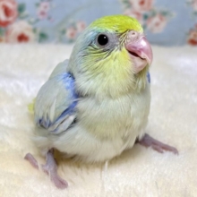 マメルリハ  ターコイズダイリュートライム  男の子  🍋‍🟩🍀･.｡*