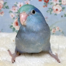 マメルリハ  ターコイズコバルトブルー  男の子  🍏💙✨💫