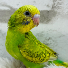【動画更新🪄】可愛い視線☆１００％っぷらす仕草で１２０％～～♪　セキセイインコ　スパングル～～