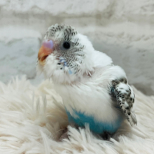 【最新画像更新🪄】白に映える「☆スポット」ｷﾚｲ♪　本人、気にしてナーい　セキセイインコ　ハルクイン～～