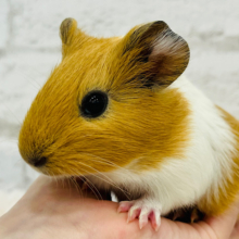 【動画更新🪄】ぷいぷいもるかー🐹キュートフェイス♡イングリッシュモルモット(男の子)
