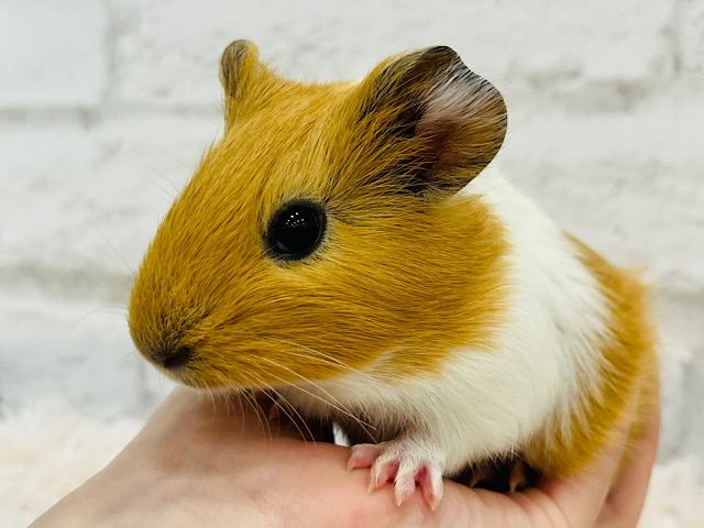 【動画更新🪄】ぷいぷいもるかー🐹キュートフェイス♡イングリッシュモルモット(男の子)