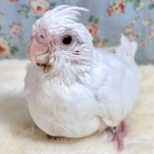 オカメインコ  ピュアホワイト  ♬🤍🪽